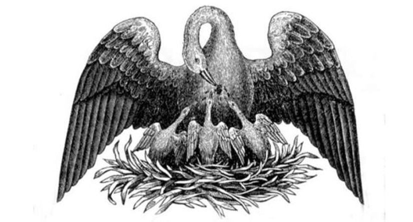 Мятеж под крылом пеликана