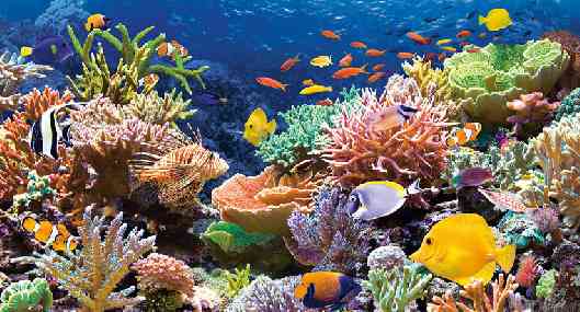 Жизнь и смерть в коралловых рифах